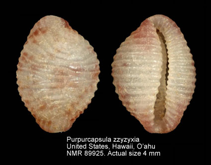 Purpurcapsula zzyzyxia.jpg - Purpurcapsula zzyzyxia (Cate,1979)